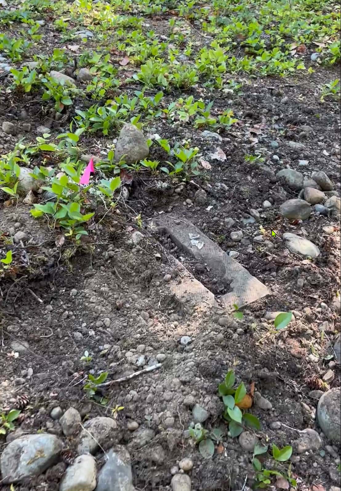 Pink flag marking the spot where a Cairn Canine Detection dog alerted on the scent of human remains during a cemetery survey, before RTK was part of the team's workflow